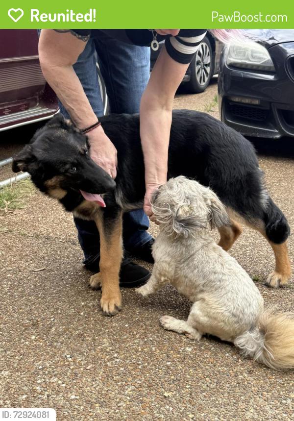 Reunited Female Dog last seen Gertrude Dr. and Shelby Dr., Memphis, TN 38125