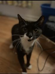 Reunited Male Cat last seen Maple street , Pittsville, MD 21850