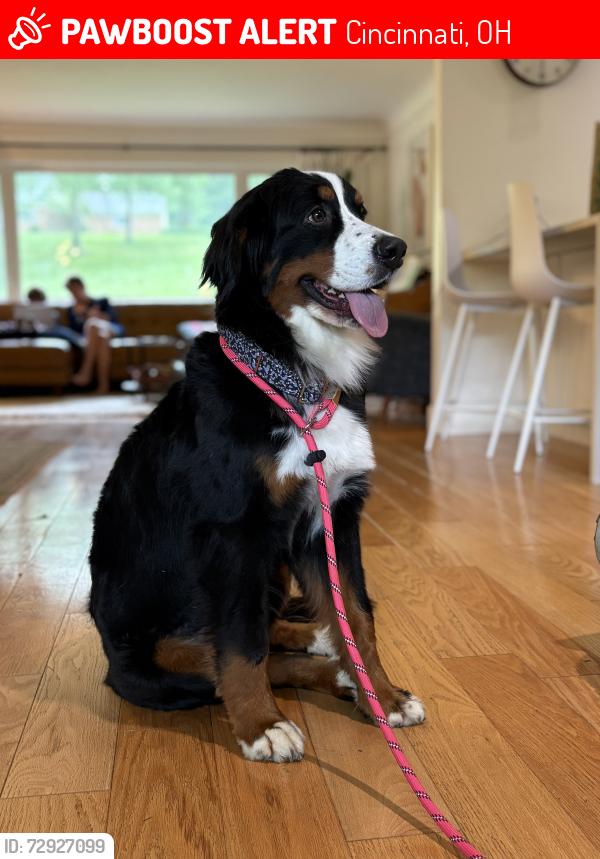 Lost Female Dog last seen heading to the woods behind Autozone on Montgomery Rd, Amberley, OH 45237