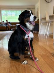 Lost Female Dog last seen heading to the woods behind Autozone on Montgomery Rd, Amberley, OH 45237