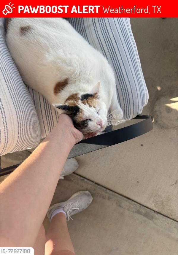 Lost Female Cat last seen Near Salado tr Weatherford Texas , Weatherford, TX 76087