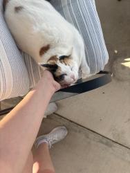 Lost Female Cat last seen Near Salado tr Weatherford Texas , Weatherford, TX 76087