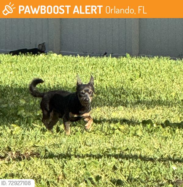 Found/Stray Unknown Dog last seen Curry Ford Road and South Oxalis Avenue, Orlando, FL 32807