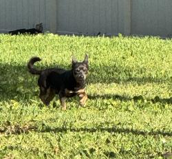 Found/Stray Unknown Dog last seen Curry Ford Road and South Oxalis Avenue, Orlando, FL 32807