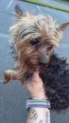Found/Stray Unknown Dog last seen Western Harnett middle school, Lillington, NC 27546