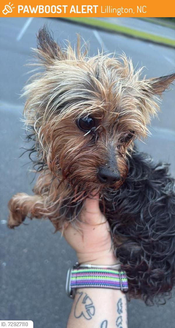 Found/Stray Unknown Dog last seen Western Harnett middle school, Lillington, NC 27546
