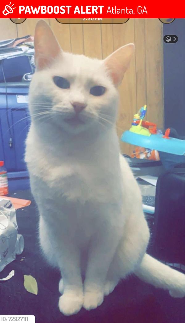 Lost Female Cat last seen Drew valley , Atlanta, GA 30329