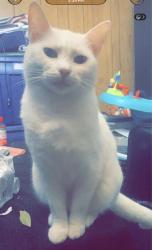 Lost Female Cat last seen Drew valley , Atlanta, GA 30329