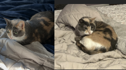 Reunited Female Cat last seen Riveredge Road , Tenafly, NJ 07670
