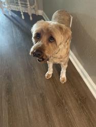 Reunited Male Dog last seen earney way - earn ests , Tallahassee, FL 32309