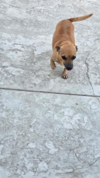 Reunited Female Dog last seen Brandywine , Chula Vista, CA 91911