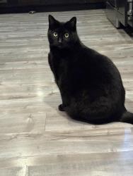 Lost Female Cat last seen Brett and York GlenWay, Sacramento, CA 95842
