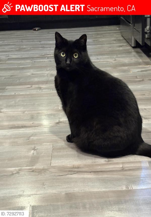 Lost Female Cat last seen Brett and York GlenWay, Sacramento, CA 95842