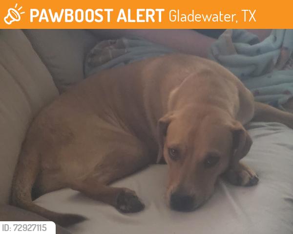 Found/Stray Female Dog last seen Near , Gladewater, TX 75647
