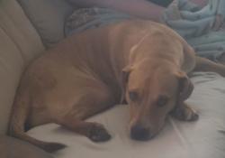 Found/Stray Female Dog last seen Near , Gladewater, TX 75647