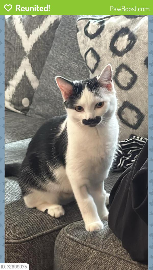 Reunited Female Cat last seen Guess Rd, Open Air Camp Rd , Durham, NC 27712
