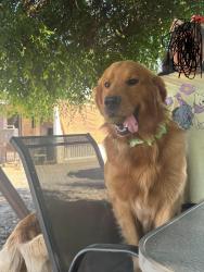 Lost Male Dog last seen Madera, Madera, CA 93637