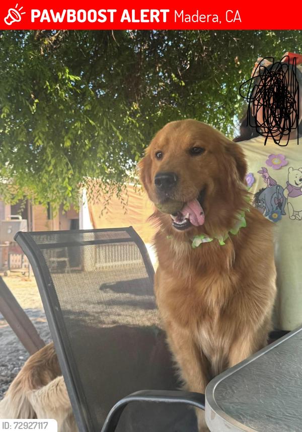 Lost Male Dog last seen Madera, Madera, CA 93637