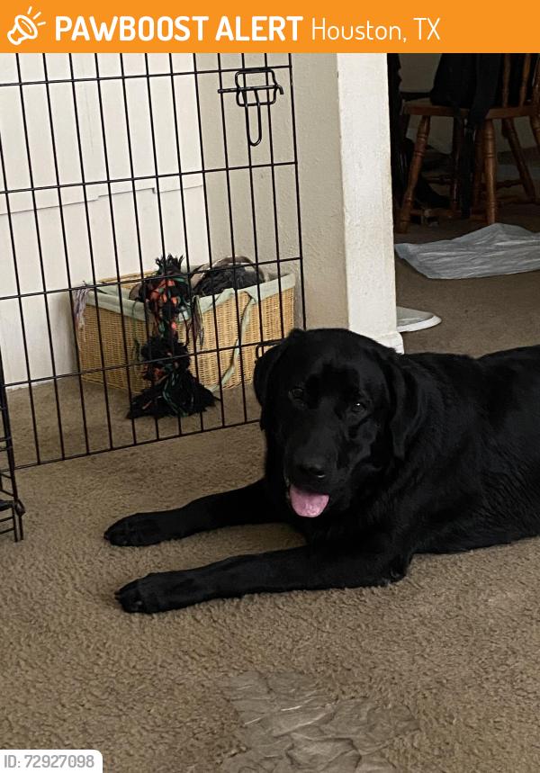 Found/Stray Female Dog last seen Renwick and Glenmont, Houston, TX 77081