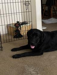 Found/Stray Female Dog last seen Renwick and Glenmont, Houston, TX 77081