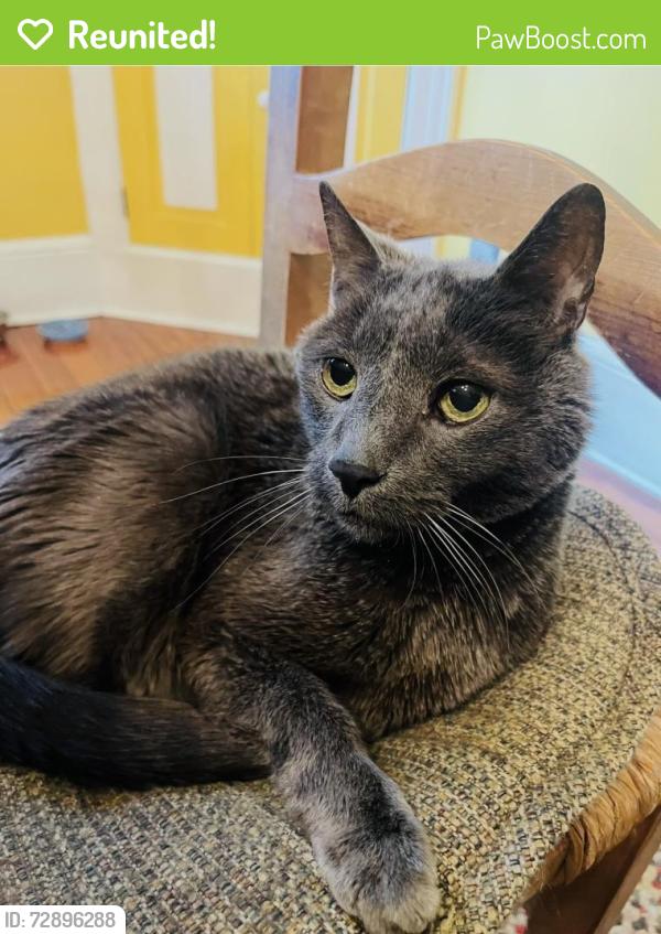 Reunited Male Cat last seen Linden st, Lititz, PA 17543