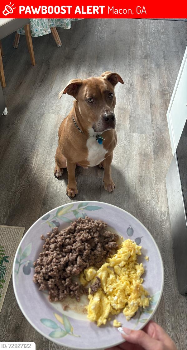 Lost Male Dog last seen Bowman and riverside , Macon, GA 31210