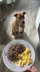 Lost Male Dog last seen Bowman and riverside , Macon, GA 31210