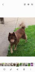 Reunited Male Dog last seen Hampton St, South Connellsville, PA 15425, USA, South Connellsville, PA 15425