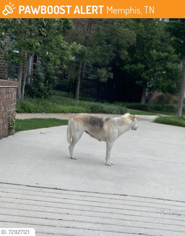 Found/Stray Female Dog last seen South front street , Memphis, TN 38103