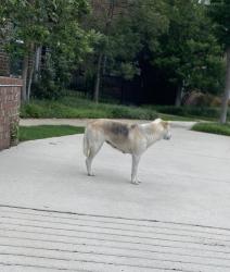 Found/Stray Female Dog last seen South front street , Memphis, TN 38103