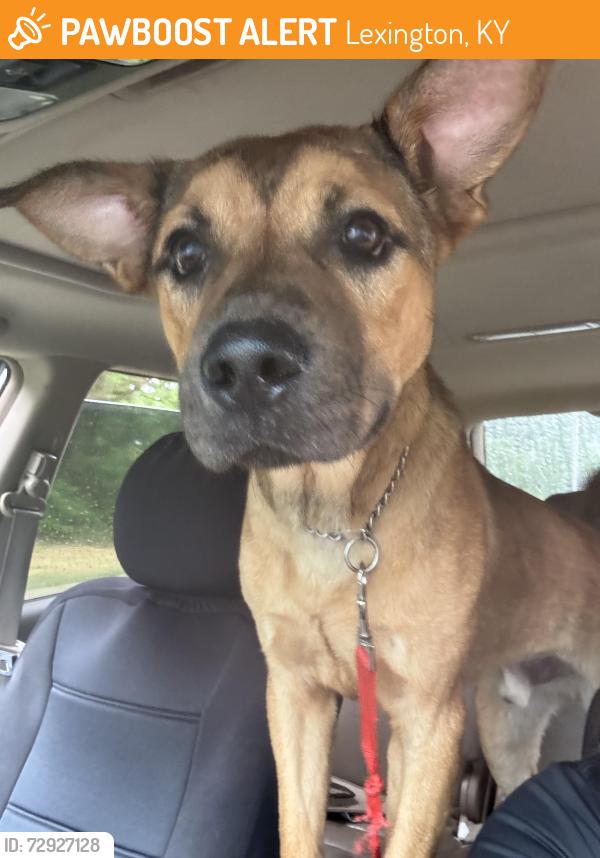 Found/Stray Male Dog last seen Appian Way, Lexington, KY 40517