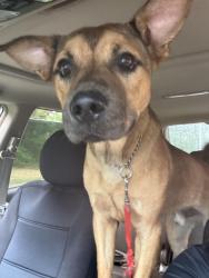 Found/Stray Male Dog last seen Appian Way, Lexington, KY 40517