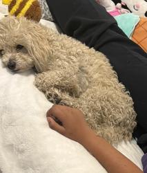 Lost Male Dog last seen Near w Stanford Ave unit c Englewood Co, Englewood, CO 80110
