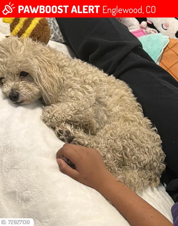 Lost Male Dog last seen Near w Stanford Ave unit c Englewood Co, Englewood, CO 80110