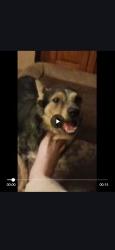 Reunited Male Dog last seen South Livermore and 5th Street, Livermore, CA 94550