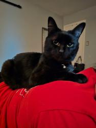 Reunited Female Cat last seen Londonderry and Wickersham , Corpus Christi, TX 78415