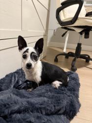 Reunited Female Dog last seen Reicher Dr, Austin, TX 78723