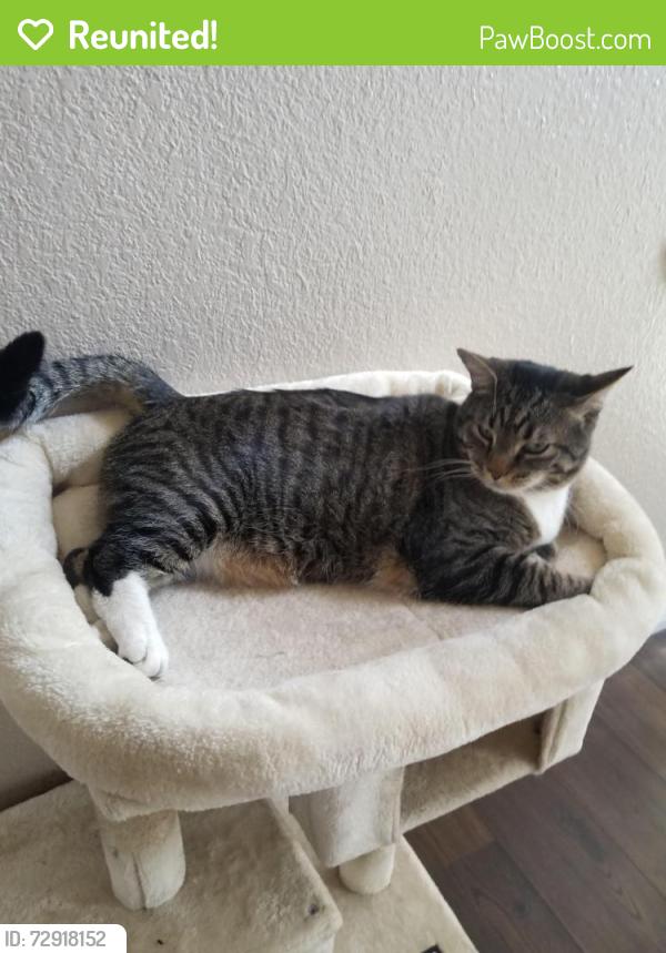 Reunited Male Cat last seen Near Sierra Pines Ct, Las Vegas, NV 89130, USA, Las Vegas, NV 89130