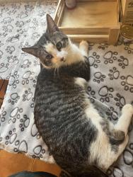 Reunited Male Cat last seen Erb and Amos ave. , Waterloo, ON N2L 2W6