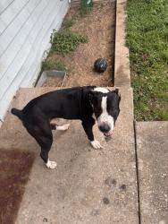 Found/Stray Male Dog last seen Near aquamarine ave, Pensacola, FL 32505