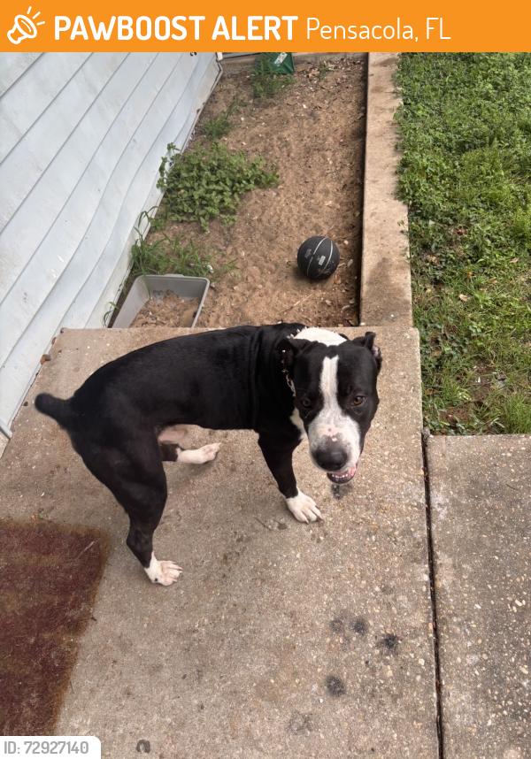 Found/Stray Male Dog last seen Near aquamarine ave, Pensacola, FL 32505