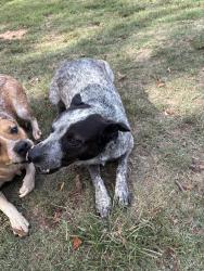Lost Male Dog last seen Near county road 3314 Omaha,Tx, Omaha, TX 75571
