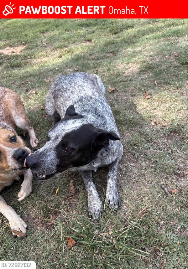 Lost Male Dog last seen Near county road 3314 Omaha,Tx, Omaha, TX 75571
