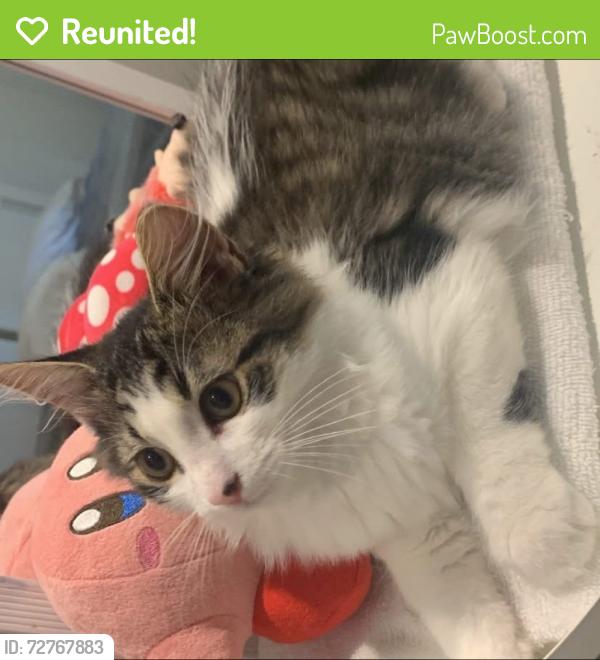 Reunited Male Cat last seen Montreal north, Montreal, QC 