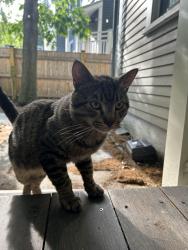 Found/Stray Male Cat last seen Banks street, Cambridge, MA 02138