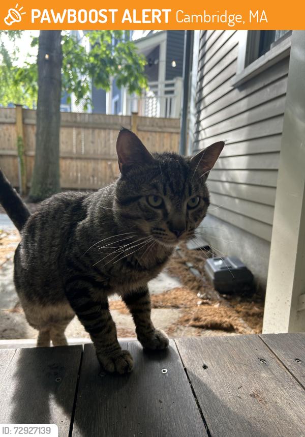 Found/Stray Male Cat last seen Banks street, Cambridge, MA 02138