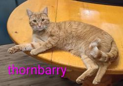 Lost Male Cat last seen Dutch drive & Hollingshed Rd , Irmo, SC 29063