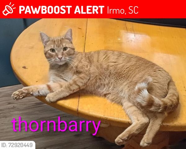 Lost Male Cat last seen Dutch drive & Hollingshed Rd , Irmo, SC 29063