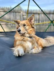 Reunited Female Dog last seen Pine street, captains bar, Harvey’s lake , Harveys Lake, PA 18618