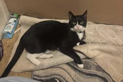 Lost Male Cat last seen Near alcoa Lowe's , Maryville, TN 37801